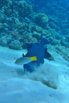 Blauwe trekkervis (Pseudobalistes flavimarginatus), Islands 