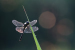 Zwarte heidelibel man (Sympetrum danae), Achterveld