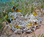 Rode Zee anemoonvis (Amphiprion bicinctus), Dahab 