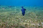 Blauwe trekkervis (Pseudobalistes flavimarginatus), Bannerf.