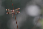 Bandheidelibel man (Sympetrum pedemontanum), Achterveld