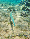 Fluitvis (Fistularia commersonii), The Bells Dahab