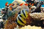 Rode Zee wimpelvis (Heniochus intermedius), Dahab