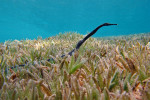 Staartloze zeenaald (Trachyramphus bicoarctatus), Bannerfish
