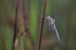 Zwarte heidelibel man (Sympetrum danae), Achterveld