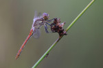 Steenrode heidelibel (Sympetrum vulgatum), Achterveld