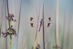 Bandheidelibel man (Sympetrum pedemontanum), Achterveld