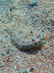 Panterbot (Bothus pantherhines), Lighthouse Dahab