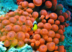 Rode Zee anemoonvis (Amphiprion bicinctus), Dahab 
