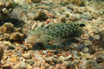 Staartvlek zandbaars (Parapercis hexophthalma), Dahab