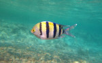 Knipstaart juffertje (Abudefduf vaigiensis), Canyon Dahab