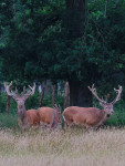 Edelherten, del van roedel van 50, Veluwe vrije wildbaan