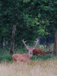 Edelherten, 12 ender, Veluwe vrije wildbaan