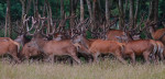 Edelherten, deel van roedel van 50, Veluwe vrije wildbaan