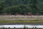 Edelherten met bastgewei op heide, Veluwe