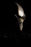 Everzwijn in de nacht, Veluwe