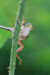Boomkikker (Hyla arborea) klimmend in braam, Achterhoek