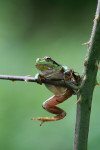 Boomkikker (Hyla arborea) klimmend in braam, Achterhoek