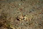 Zand hagedisvis (Synodus dermatogenys), Canyon Dahab