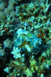 Duivelschorpioenvis (Scorpaenopsis diabola), Blue hole Dahab