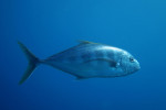 Dwarsgestreepte makreel (Carangoides chrysophrys), Dahab