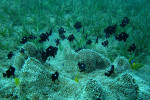 Fluwelen juffertje (Dascyllus trimaculatus), Mashraba Dahab