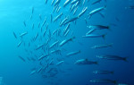 Geelstaart barracuda (Sphyraena flavucauda), Islands Dahab
