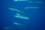 Geelstaart barracuda (Sphyraena flavucauda), Islands Dahab