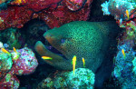 Reuzenmurene (Gymnothorax meleagris), Iskands Dahab