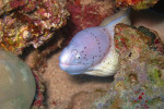 Grijze murene (Sideria grisea), Dahab