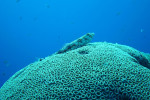 Zand hagedisvis (Synodus dermatogenys), Gabr el Bint Dahab