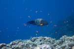Bezemstaartlipvis (Cheilinus lunulatus), Dahab