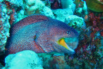 Geelbekmurene (Gymnothorax nudivomer), Dahab