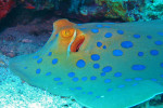 Blauwgespikkelde pijlstaartrog (Taeniura lymma), Dahab