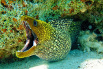 Gemarmerde murene (Gymnothorax undulatus) Canyon Dahab