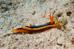 Pyamaslak (Chromodoris quadricolor), Canyon Dahab