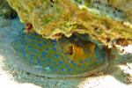 Blauwgespikkelde pijlstaartrog (Taeniura lymma),Canyon Dahab