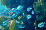 Knipstaart juffertje (Abudefduf vaigiensis), Canyon Dahab
