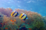 Rode Zee wimpelvis (Heniochus intermedius), Dahab