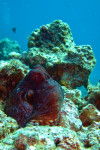 Grote rode octopus (Octopus cyaneus),Canyon Dahab