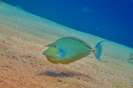 Blauwstekel eenhoornvis (Naso unicornis), The Caves Dahab