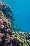 Koraaltuin, Dahab