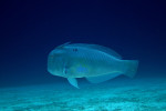 Blauwe sheermeslipvis (Xyrichthys pavo), Dahab