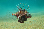 Gewone koraalduivel (Pterois volitans), Lighthouse Dahab