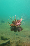 Gewone koraalduivel (Pterois volitans), Lighthouse Dahab