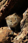 Rosse woelmuis (Myodes glareolus) nieuwgierig, Hoge Veluwe