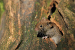 Bosmuis (Apodemus sylvaticus) doorkijkje, Hoge Veluwe 