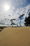 Kootwijkerzand met golven van zand, Veluwe