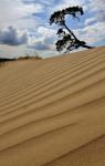 Kootwijkerzand met golven van zand, Veluwe