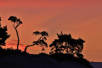 Kootwijkerzand in vuur, Veluwe